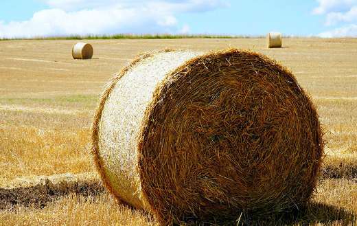 Straw Hay Harvest Agriculture Field Online Jigsaw Puzzles