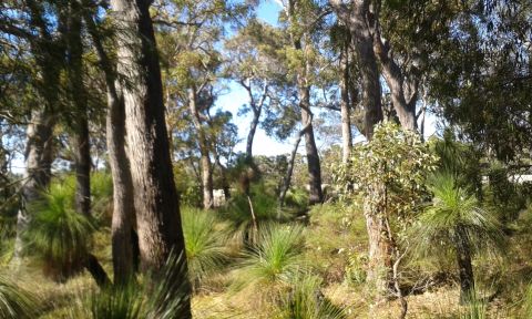 Australian forest with gum trees