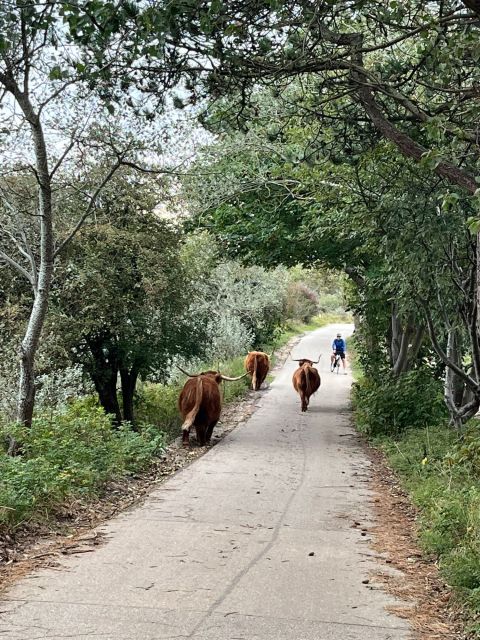 Highland Cattle on a Shaded Forest Path