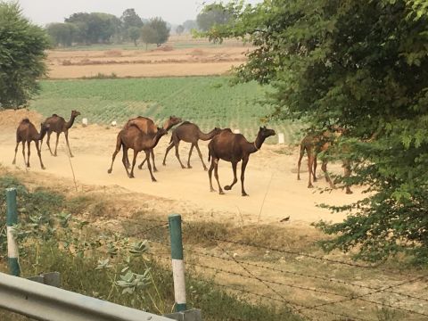 Camels by the roadside, India