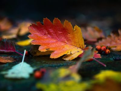 Beagle im Herbstlaub Puzzle, Vorschau