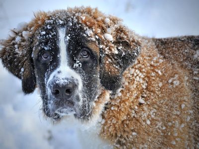 Berner Sennenhund Puzzle, Vorschau