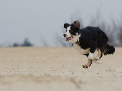 Border Collie beim Rennen Puzzle, Vorschau