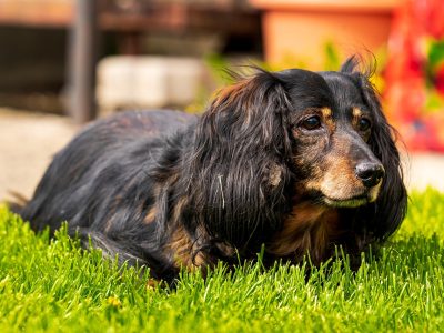 Dackel im Garten Puzzle