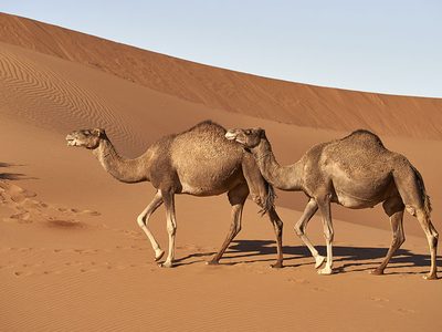 Dromedare in der Sahara Puzzle, Vorschau