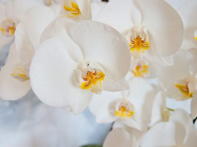 Elegante Blüte Puzzle