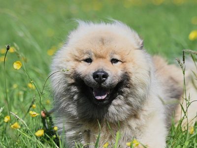 Eurasier oder Chow-Chow Puzzle Puzzle