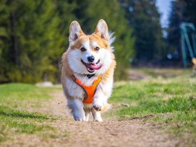 Fröhlicher Corgi Puzzle, Vorschau