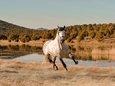 Galoppierendes Pferd am See Puzzle, Vorschau