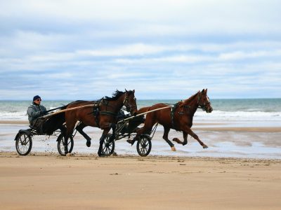 Galoppierendes Pferd am Strand Puzzle, Vorschau