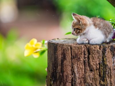Getigerte Katze im Garten Puzzle, Vorschau