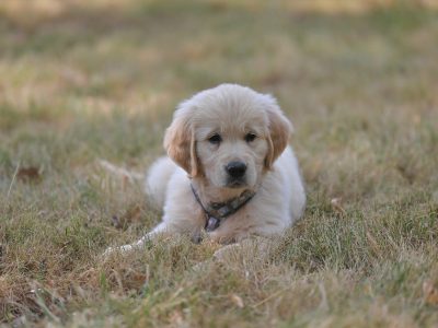 Golden-Retriever-Welpe Puzzle, Vorschau