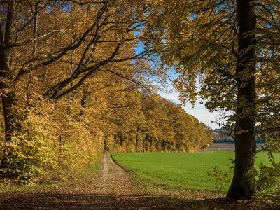 Herbstfarben im Wald Puzzle Puzzle