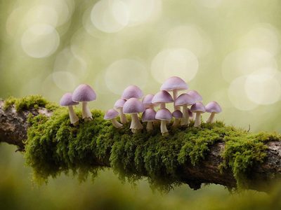 Hexenkappe oder Mycena rosea Puzzle