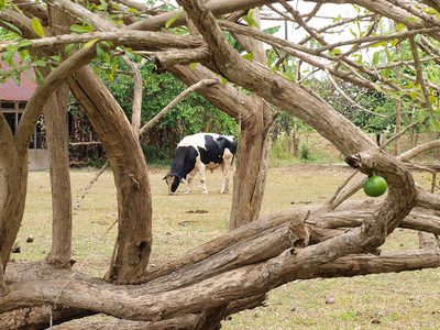 Holstein-Friesian-Kuh auf der Weide Puzzle Puzzle