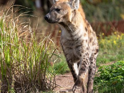 Hyena animals closely related to cats Puzzle