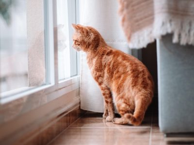 Katze am sonnigen Fenster Puzzle, Vorschau