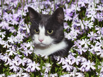 Katze in der Blumenwiese Puzzle