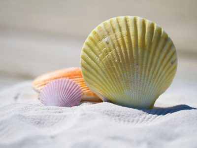 Kinder sammeln Muscheln im Sommer Puzzle Puzzle