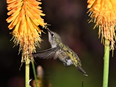 Vögel Puzzle: Kolibri an der Blüte