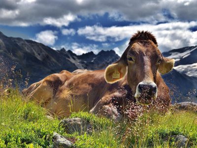 Kühe auf der Alm Puzzle, Vorschau
