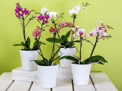 Langblühende Orchideen Puzzle