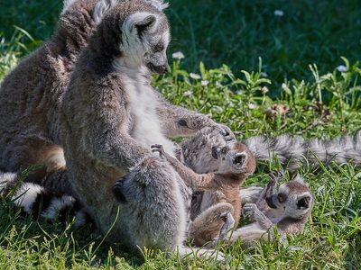 Lemurenfamilie Puzzle, Vorschau