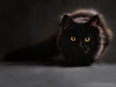 Maine-Coon-Katze Puzzle, Vorschau