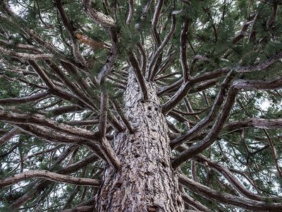 Mammutbaum im Wald Puzzle Puzzle