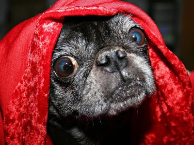 Mops auf der Decke Puzzle