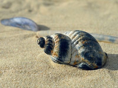 Muschelschalen im Sommer Puzzle