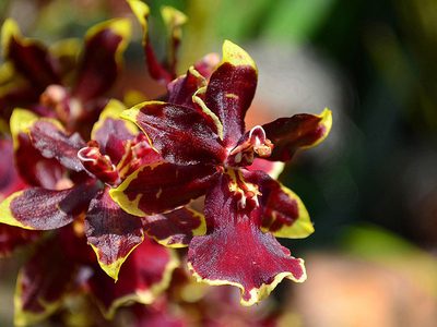 Oncostele-Orchidee Wildcat Puzzle