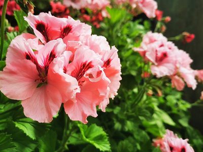 Pelargonium wird allgemein als Geranie bezeichnet Puzzle, Vorschau