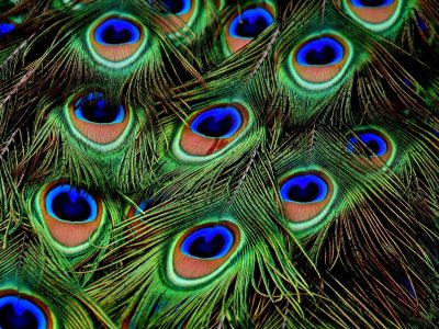 Pfau mit Federrad Puzzle Puzzle