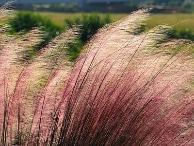 Pink muhly ornamental grass Puzzle