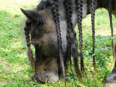 Pony auf dem Bauernhof Puzzle Puzzle