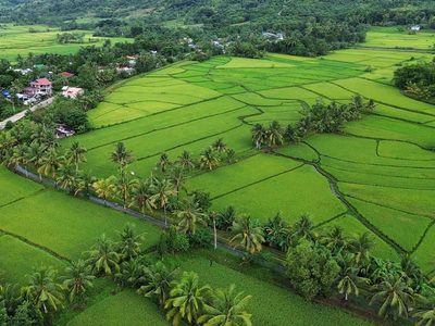 Reisfeld auf Bohol Puzzle