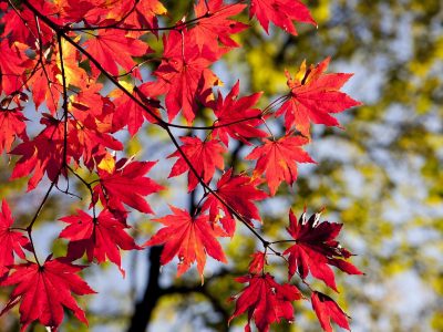 Rote Ahornblätter Puzzle Puzzle