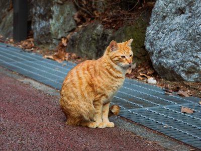 Rote Katze im Herbst Puzzle