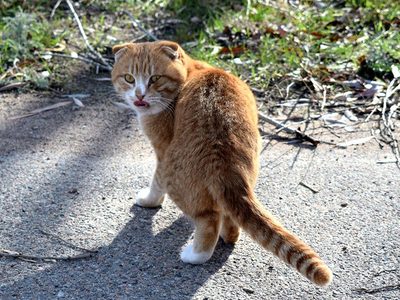 Rote Katze Puzzle