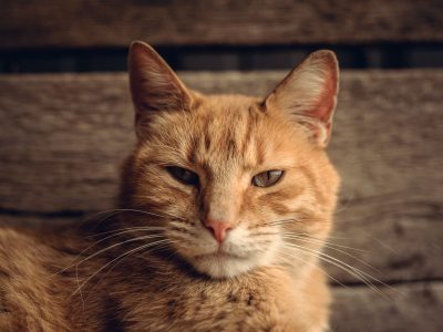 Rote Tigerkatze Puzzle