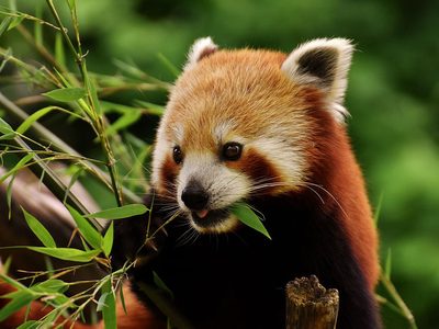 Roter Panda mit Bambus Puzzle