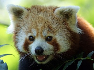 Roter Panda Puzzle