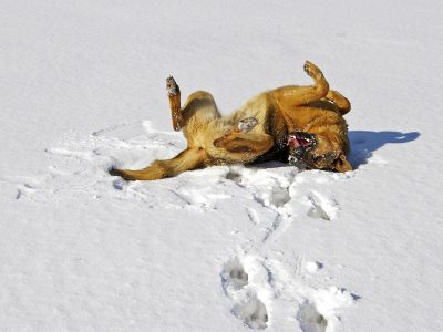 Schäferhund auf dem Feld Puzzle, Vorschau
