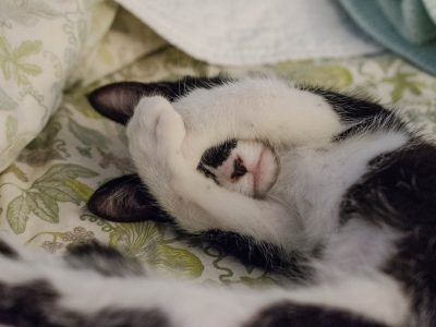 Schlafende Katze auf der Decke Puzzle