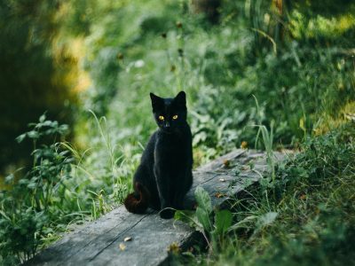 Schwarze Katze mit grünen Augen Puzzle