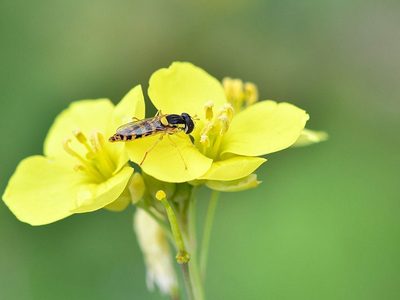 Schwebende Insekten können Wespen imitieren Puzzle, Vorschau
