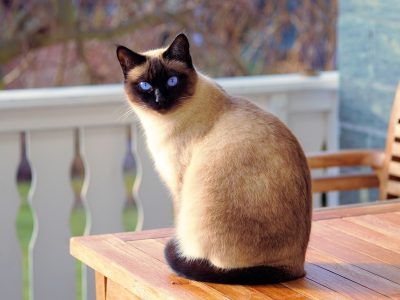 Siamkatze Puzzle