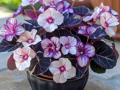 Streptocarpus Puzzle, Vorschau