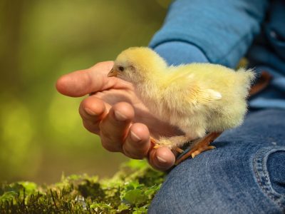 Tierkinder auf dem Bauernhof Puzzle, Vorschau